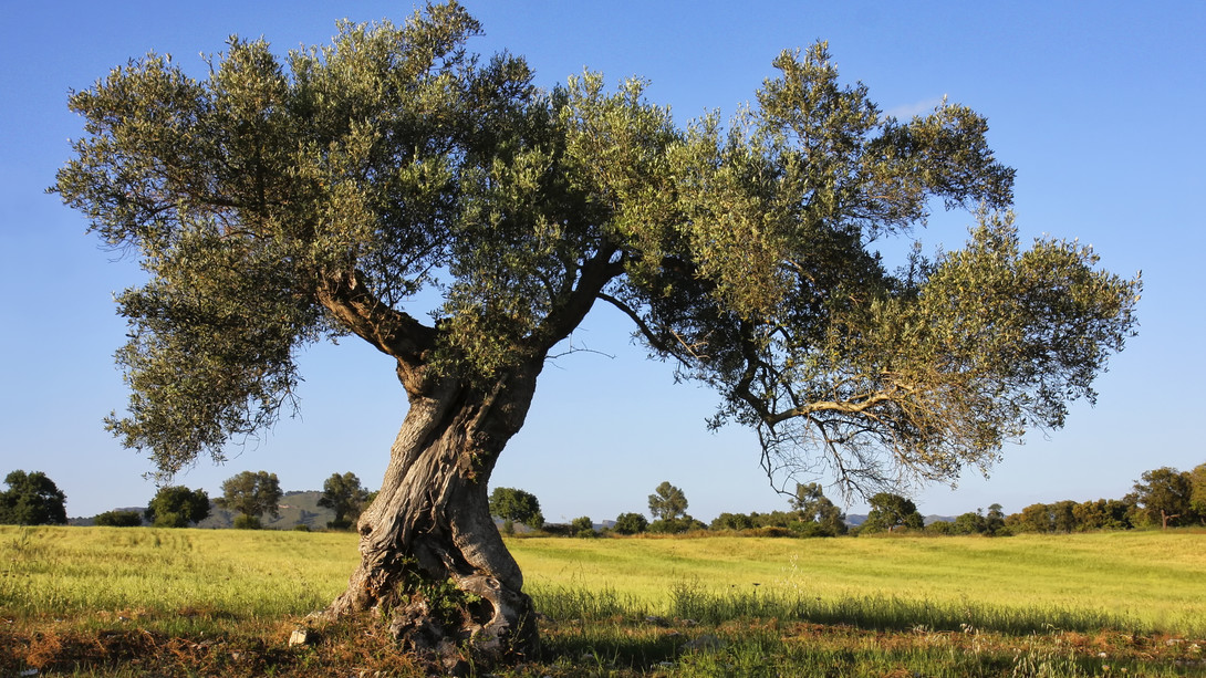 ADELE SCIRROTTA: L'OLIO È  LA FONTE DELLA VITA