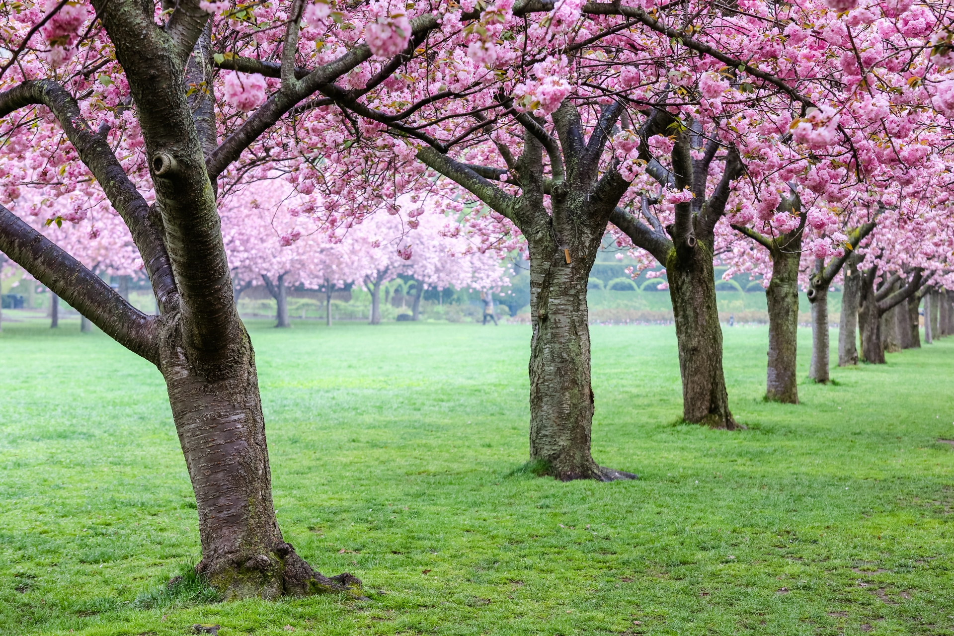 RINNOVARSI IN PRIMAVERA: UN MENU DA PROVARE