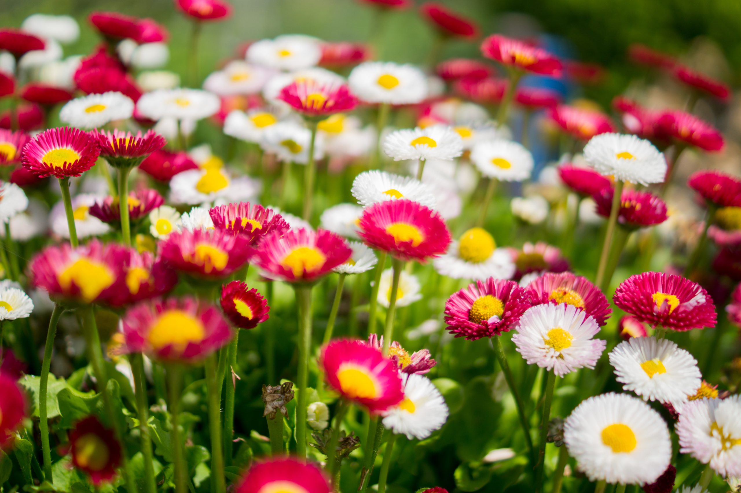 fiori di primavera